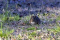 The eastern meadow vole (Microtus pennsylvanicus) Royalty Free Stock Photo
