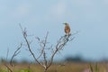 Eastern Meadowlark on branch of dead tree Royalty Free Stock Photo