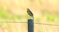 Eastern meadowlark calling from barbed wire fence post with bright background Royalty Free Stock Photo