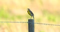 Eastern meadowlark calling from fence post Royalty Free Stock Photo