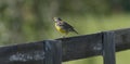 Eastern meadowlark facing away towards sun while perched on wooden fence Royalty Free Stock Photo