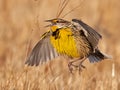 An Eastern Meadowlark Male in Flight