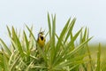 Eastern Meadowlark in middle of palm tree Royalty Free Stock Photo