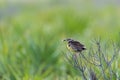 Eastern Meadowlark perched on branch holding insect Royalty Free Stock Photo