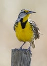 Eastern Meadowlark Perched on a Fence Post - Florida Royalty Free Stock Photo