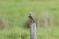 Eastern Meadowlark perched on post singing Royalty Free Stock Photo