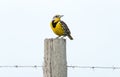 Eastern Meadowlark perched on post with white background Royalty Free Stock Photo