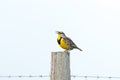 Eastern Meadowlark perched on post with white background Royalty Free Stock Photo