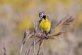 Eastern Meadowlark Preening Itself