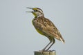 Eastern Meadowlark singing Royalty Free Stock Photo