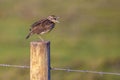 Eastern Meadowlark Singing On A Post Royalty Free Stock Photo