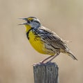 Eastern Meadowlark Singing From a Fence Post - Florida Royalty Free Stock Photo