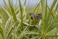 Eastern Meadowlark Singing On Palm Fronds