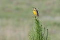 Eastern meadowlark sings in farmer`s field near Clermont, Florida