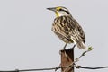 Eastern Meadowlark, Sturnella magna, on a fence