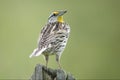 Eastern Meadowlark, Sturnella magna, looking back