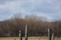 Eastern Meadowlark Bird atop Barbed Wire Fence Post - Sturnella magna