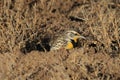 Eastern Meadowlark (Sturnella magna) New Mexico, USA