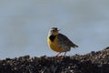 Eastern Meadowlark (Sturnella magna) New Mexico, USA