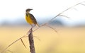 Eastern Meadowlark Sturnella magna one of the most beautiful birds in Panama Royalty Free Stock Photo