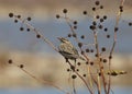 Eastern Meadowlark sturnella magna Royalty Free Stock Photo