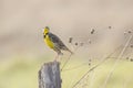 Eastern Meadowlark (Sturnella magna) perched on a fence post