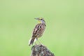 Eastern Meadowlark Sturnella magna perched on a post Royalty Free Stock Photo