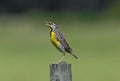 Eastern meadowlark Sturnella magna perched on wood fence Royalty Free Stock Photo