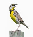 Eastern meadowlark - Sturnella magna - perched on wood fence post looking behind with mouth wide open, yellow breast striped Royalty Free Stock Photo