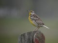 Eastern Meadowlark, Sturnella magna, on a post