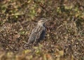 Eastern Meadowlark sturnella magna