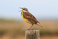 Eastern Meadowlark (Sturnella magna)