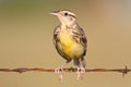 Eastern Meadowlark Sturnella magna