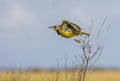 Eastern Meadowlark Taking Flight Royalty Free Stock Photo