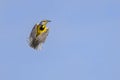 Eastern Meadowlark Taking Flight