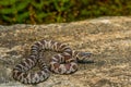 Eastern Milk Snake