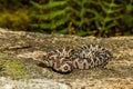 Eastern Milk Snake