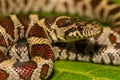 Eastern Milk Snake