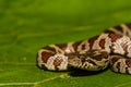 Eastern Milk Snake