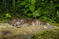 Eastern Milk Snake