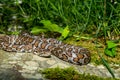 Eastern Milk Snake