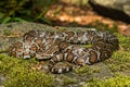 Eastern Milk Snake