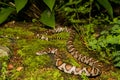 Eastern Milk Snake