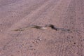 Eastern Milk Snake 702088