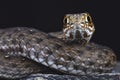 Eastern Montpellier snake (Malpolon insignatus)