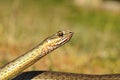 Eastern montpellier snake portrait