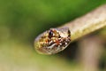 Eastern montpellier snake portrait