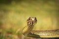 Eastern montpellier snake portrait