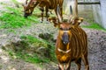 Eastern mountain bongo with its face in closeup, Critically endangered animal specie from Kenya in Africa, spiral horned antelope Royalty Free Stock Photo