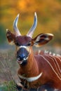 The eastern or mountain bongo Tragelaphus eurycerus isaac portait of the forest antelope